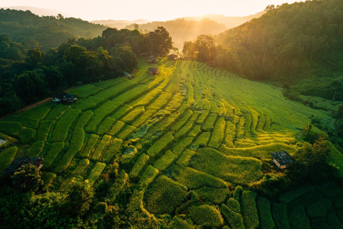 Aerial view of Bali rice terraces with lush green hills at sunrise