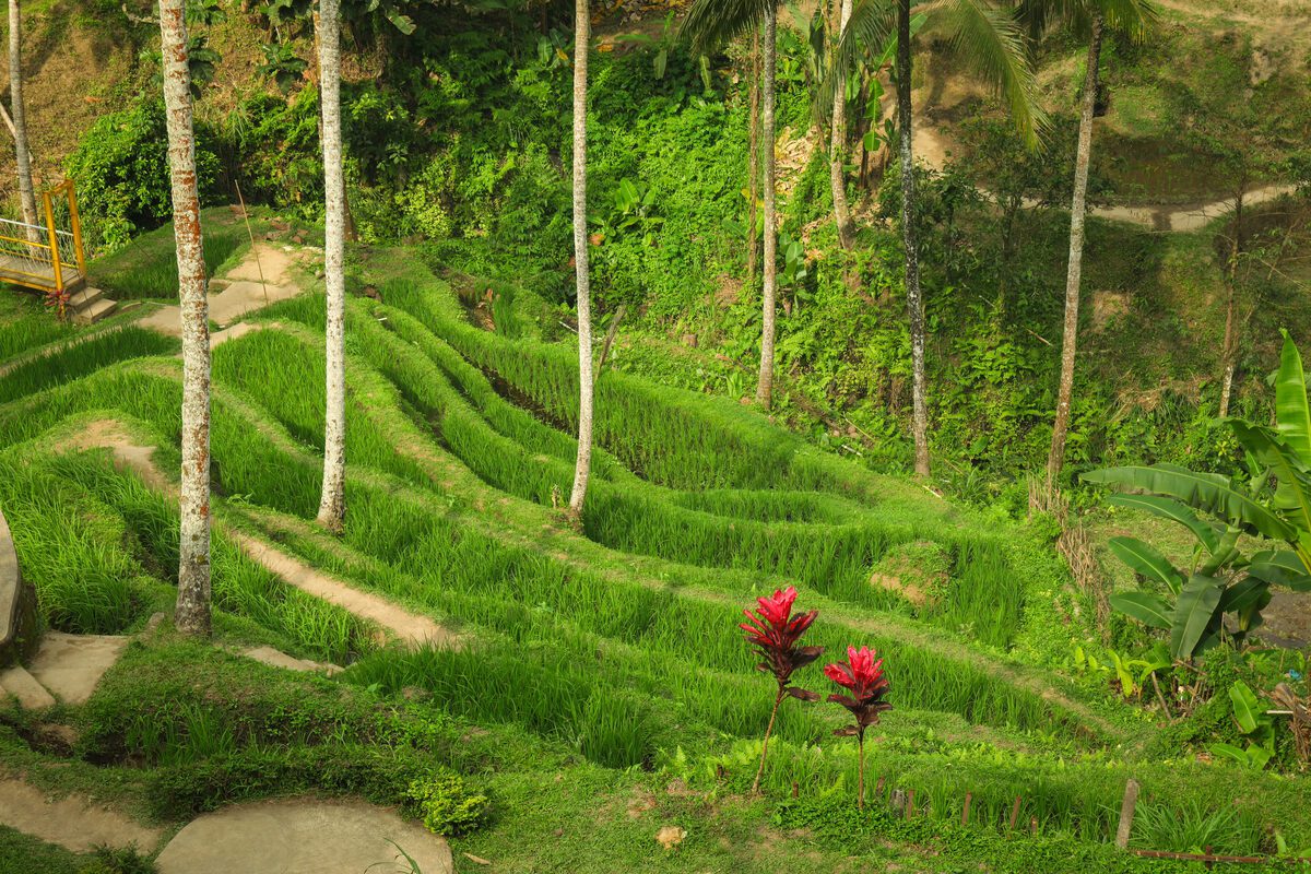 Bali rice terraces in golden morning light — the best time to visit Bali