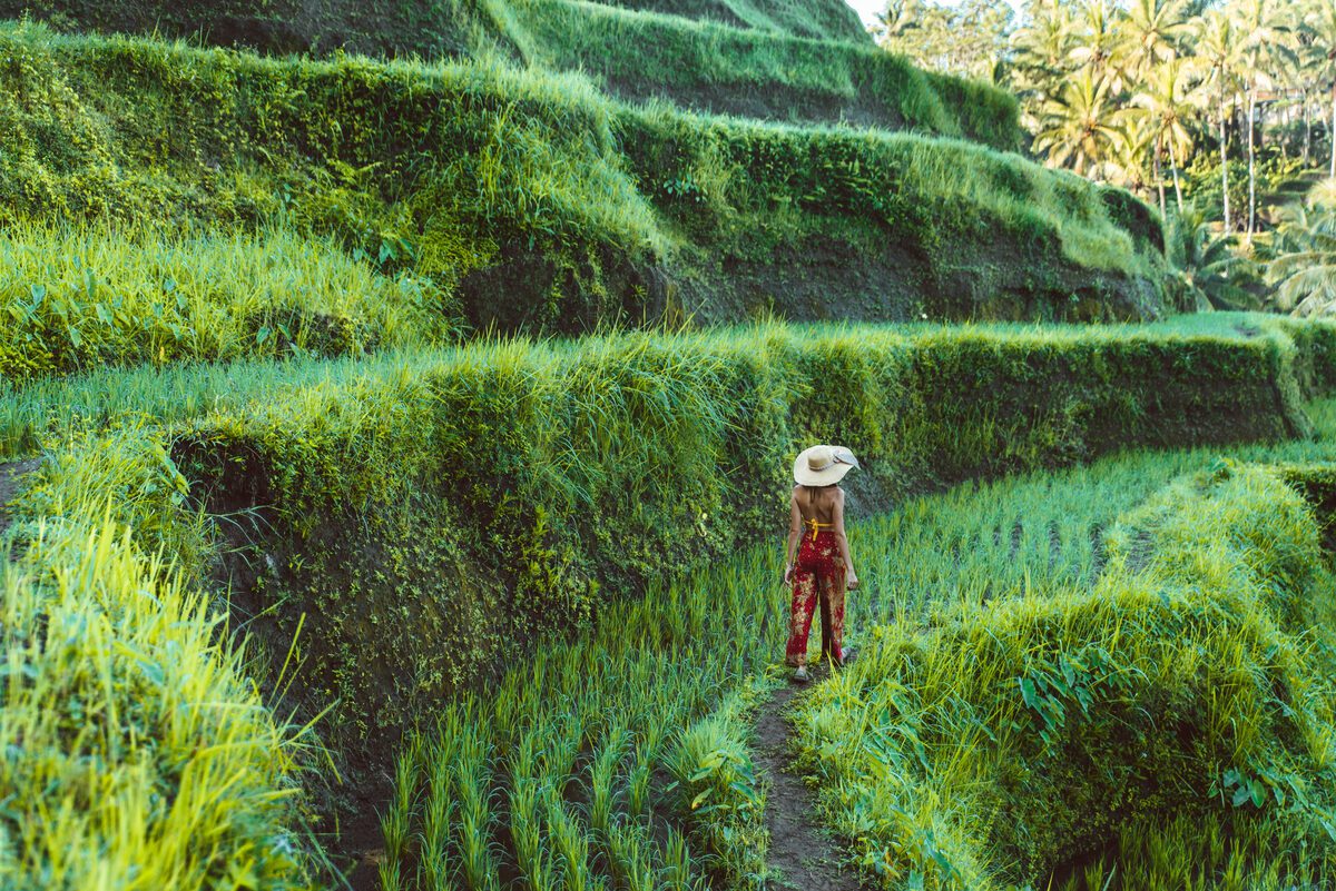 Vivid green Bali rice terraces under a dramatic cloudy sky in the rainy season