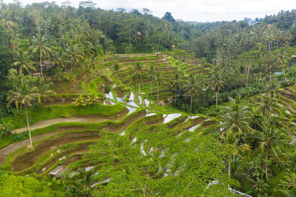 Tegallalang rice terraces at golden hour with palm trees