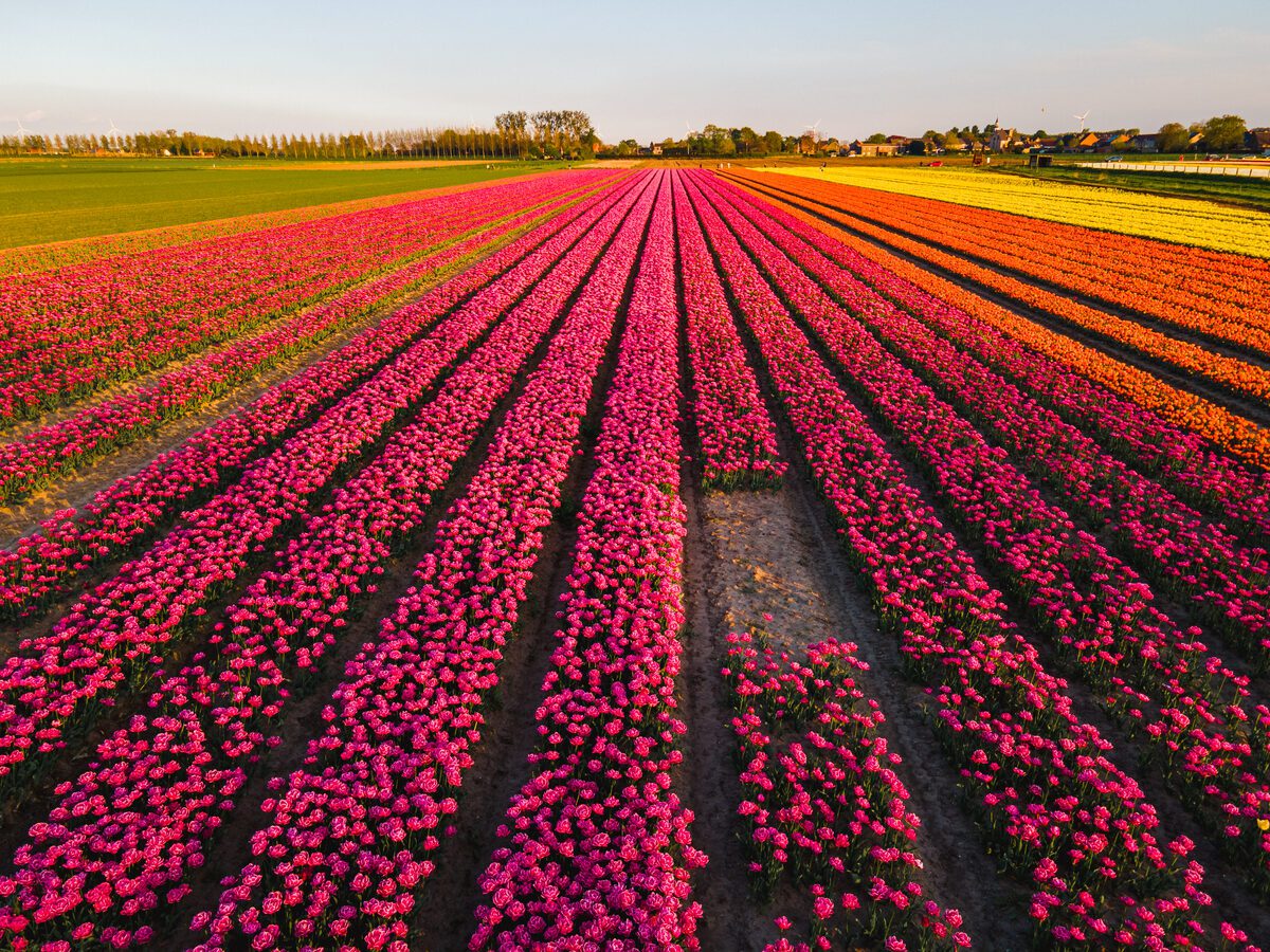 Travelers walking through a blooming tulip field in the Netherlands in April